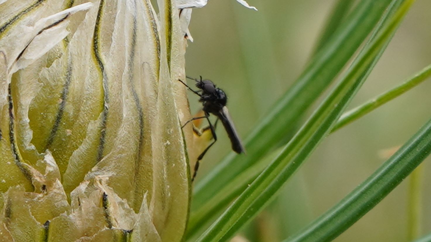 Bibionidae sp., maschio